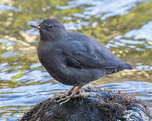 American dipper